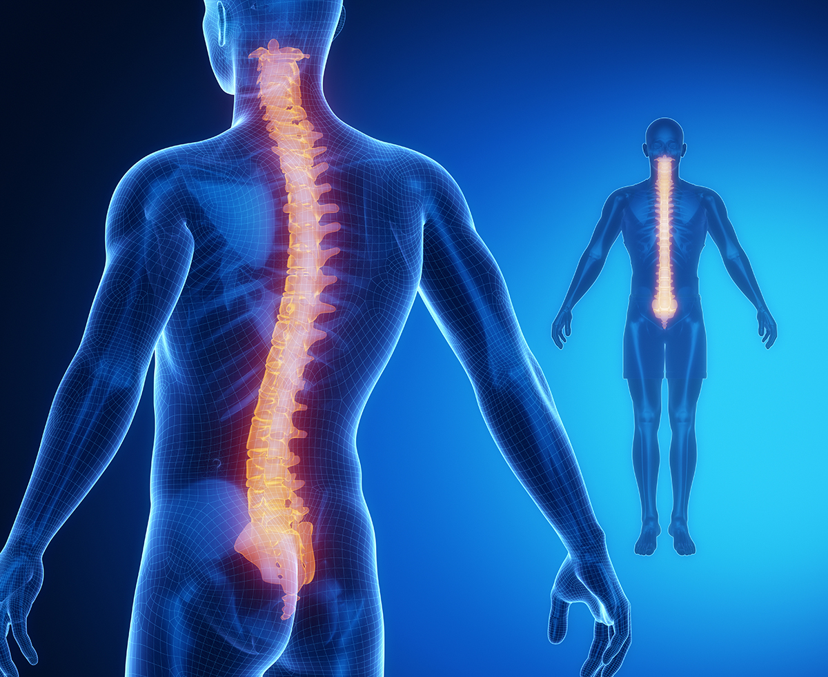 SPINE bone anatomy x-ray scan